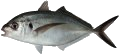 Trevallies