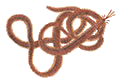 Beach Worm