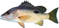 Moses Snapper