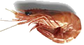 Prawn (Black Tiger)