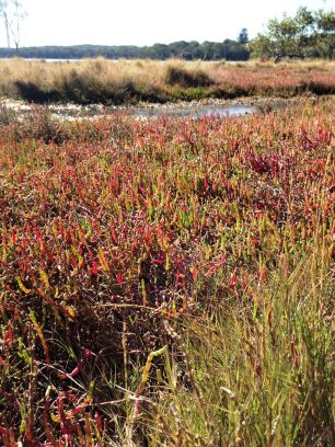  saltmarsh around Lake Macquarie