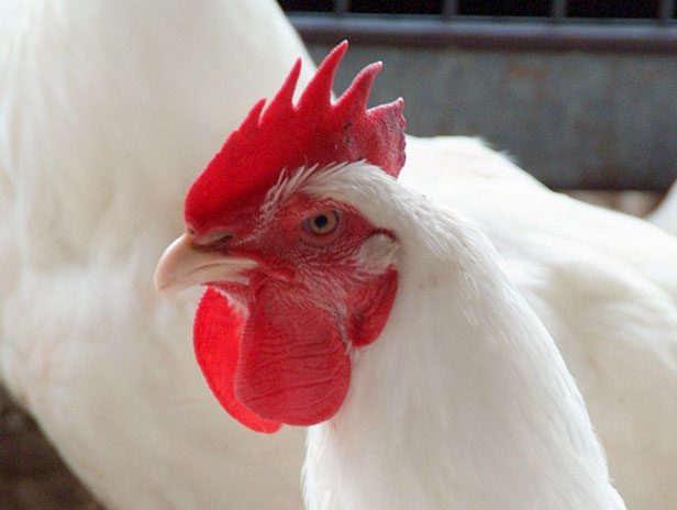 Poultry