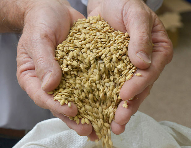 Rice in hand