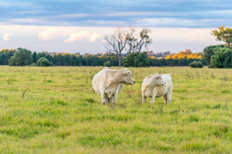 Cattle