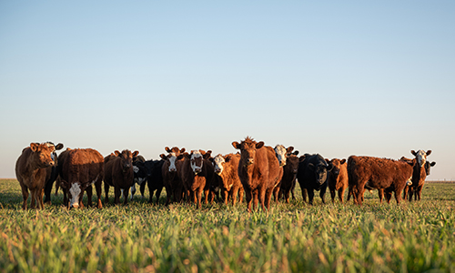 Cattle in a field