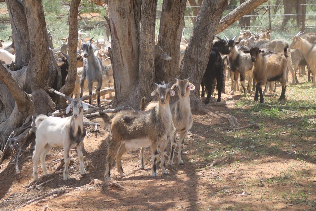 Goats in the shade of a tree