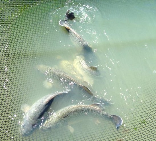 Murray Cod