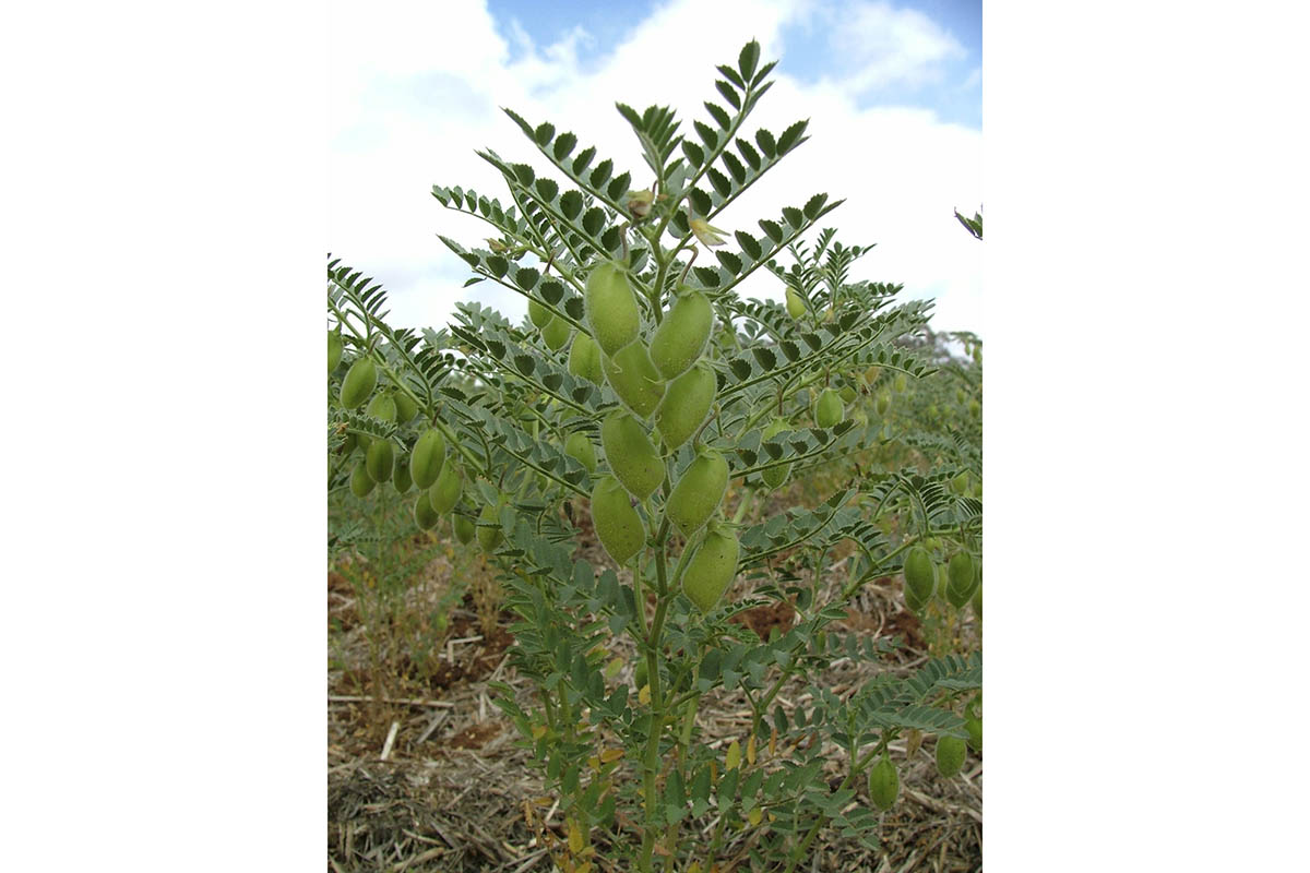 Chickpeas in a field