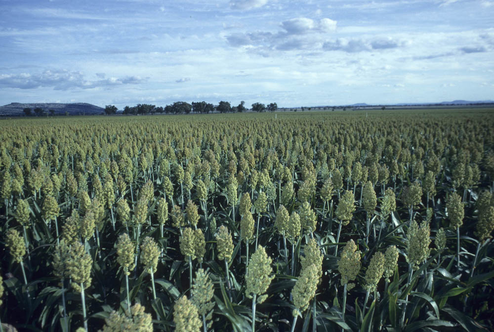 Sorghum field