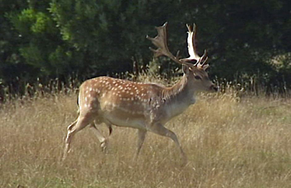 Feral deer
