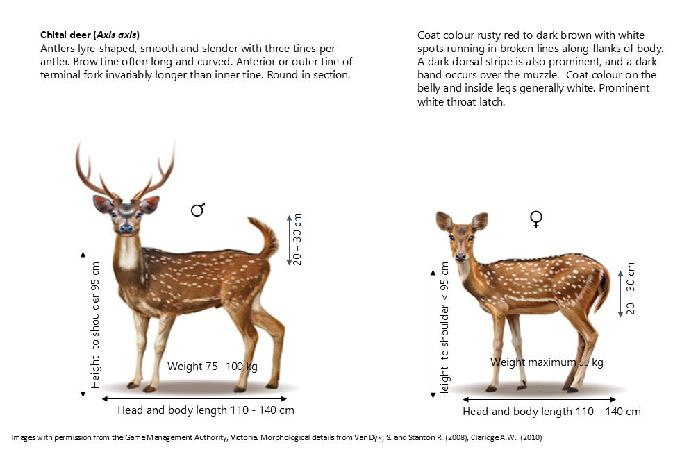 chital deer