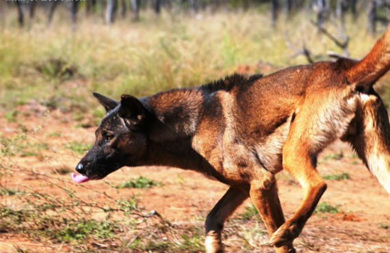 Wild dog
