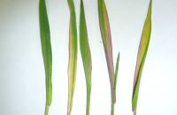 Russian wheat aphid