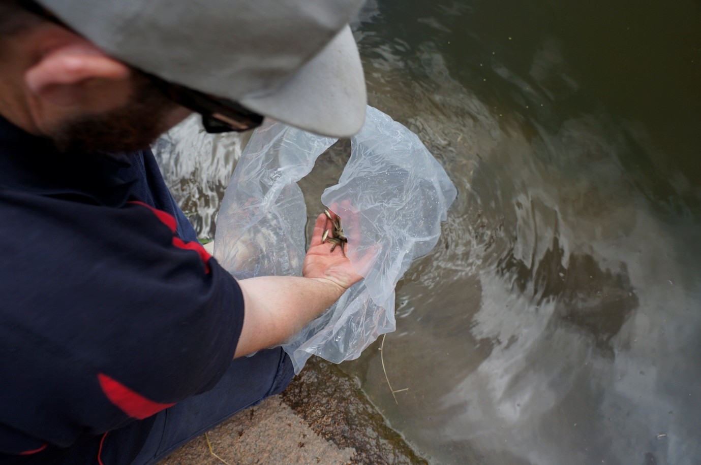 Fingerling in hand 