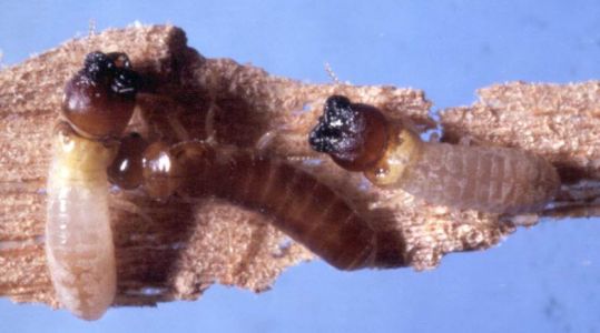 West Indian Drywood Termite soldier and worker