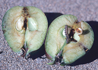 Helicoverpa spp. damage to an apple Helicoverpa spp. damage to an apple