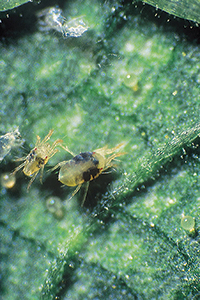 Two-spotted mite adults.