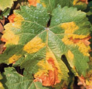 Figure 2. Leaf symptoms of angular leaf scorch on grape (Image: Plant Health Australia) Figure 2. Leaf symptoms of angular leaf scorch on grape (Image: Plant Health Australia)