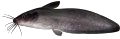 Freshwater catfish