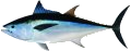 Longtail Tuna