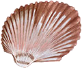 Cockle