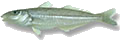 Eastern School Whiting