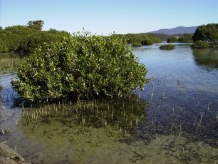 Mangroves 