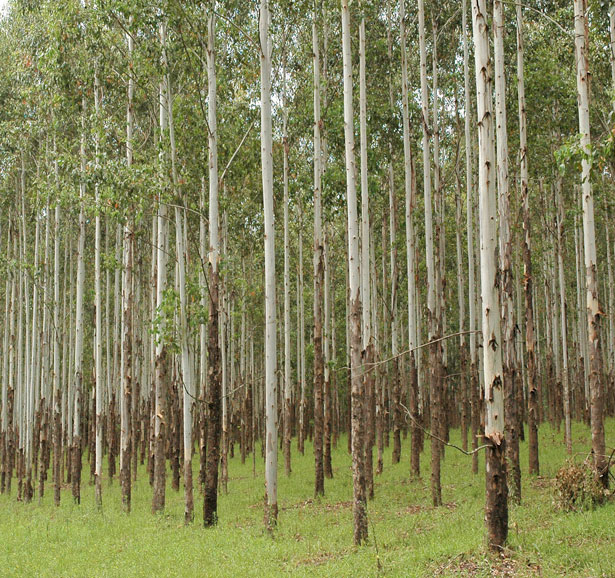 Plantation