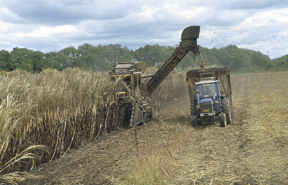 Sugarcane harvesting