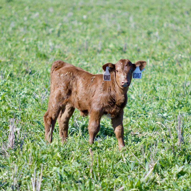 cattle