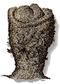 Cunjevoi