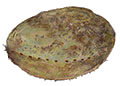 Blacklip Abalone