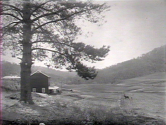 The Narara Viticulture Nursery, 1914.