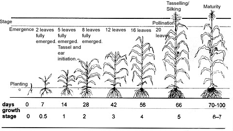 Figure 5 - Sweet corn growth stages for monitoring Figure 5
