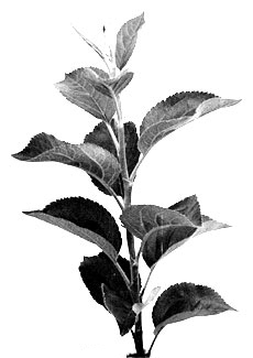 M.25 branch