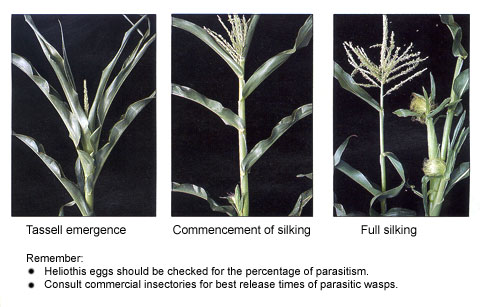 Figure 6 - Critical growth periods for heliothis attack in crops of processing sweet corn Figure 6