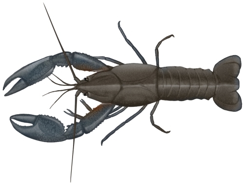 Yabby
