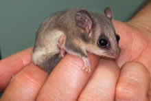 Female pygmy possum