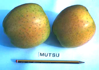 Mutsu