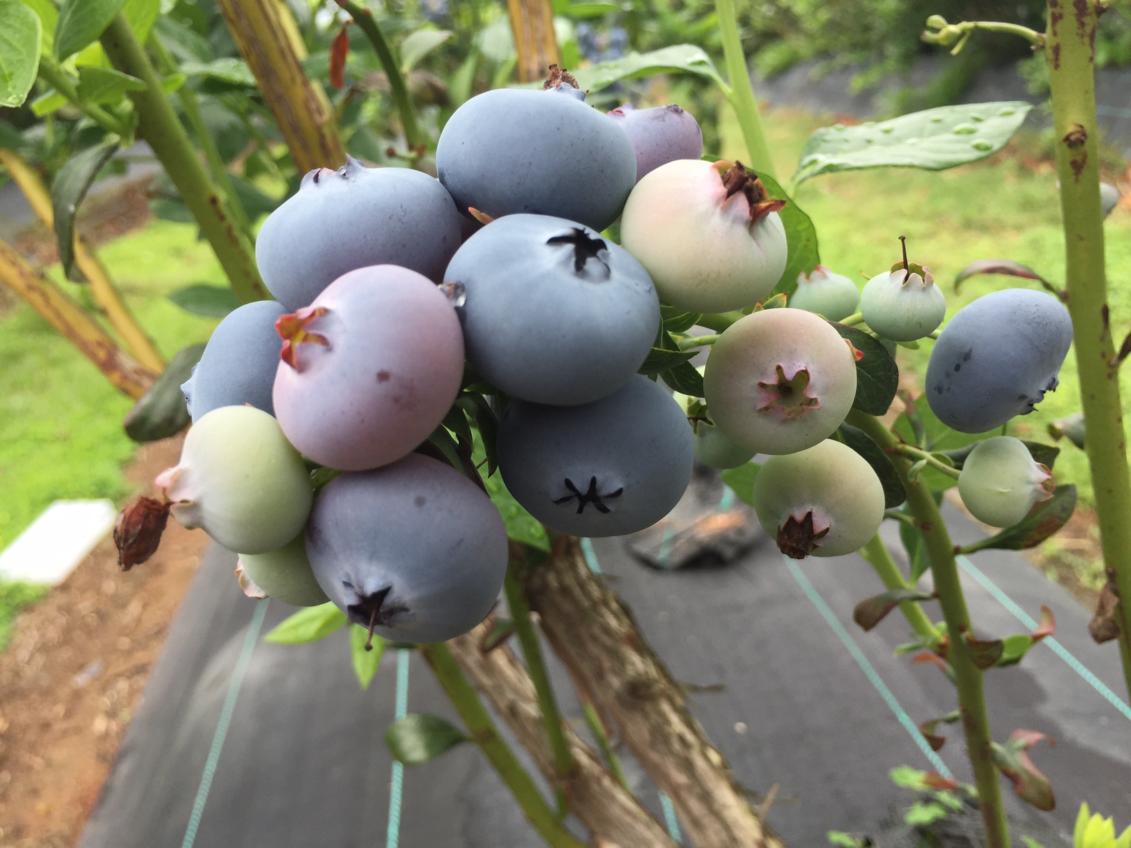 Blueberries