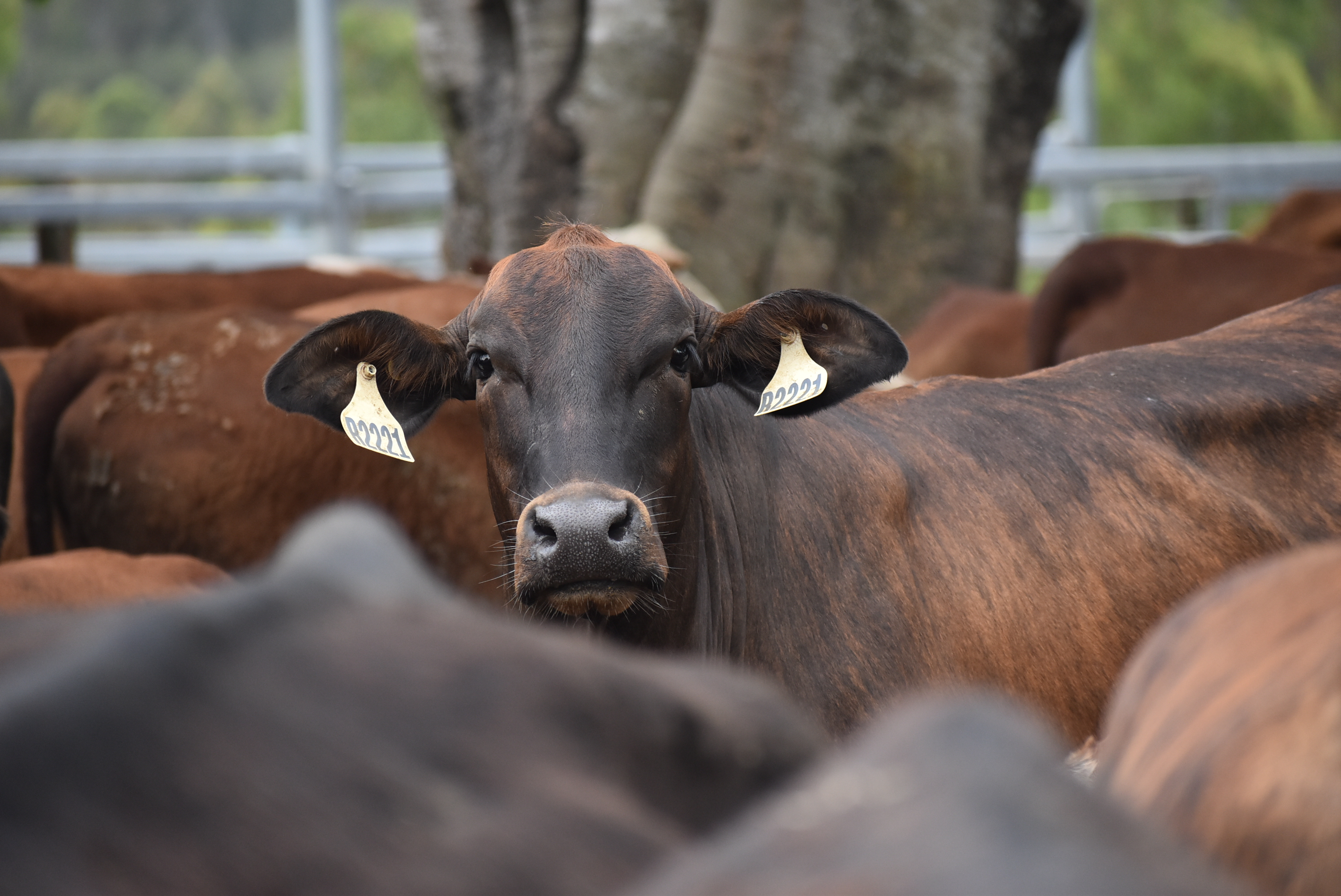 Cow looking out among herd