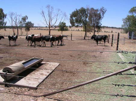 Steel cable makes an excellent cattle fence. Note the trough has a concrete apron and the tap mechanism is protected from stock. Photo: NSW DPI image gallery Steel cables are used as fencing wire in this yard