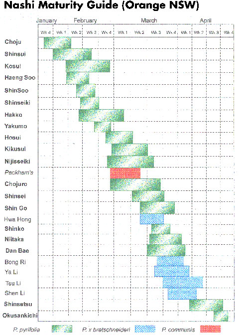 Nashi fruit maturity guide Nashi fruit maturity guide