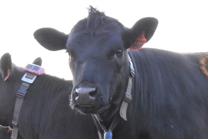 Cattle research
