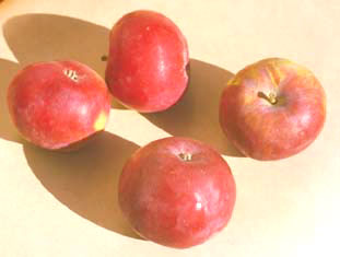 Jerseymac