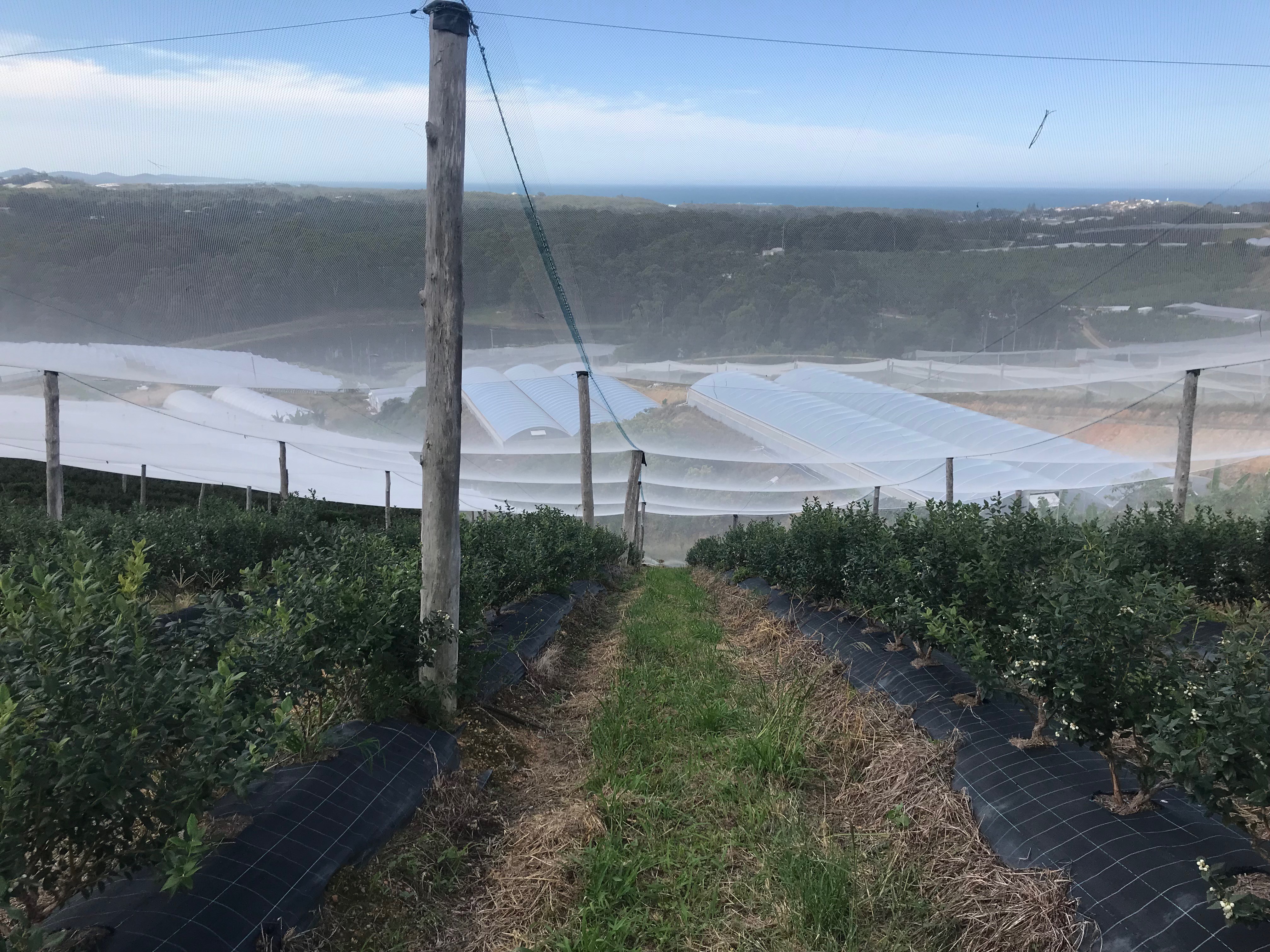 Blueberry crop