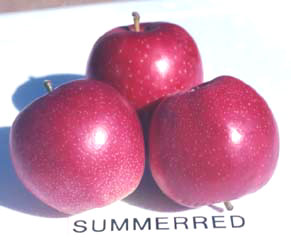Summerred