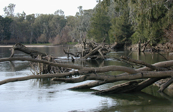 Trout Cod habitat