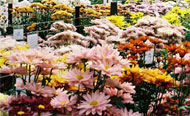 Mixed flowers