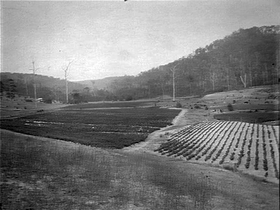 The Narara Viticulture Nursery, 1914.